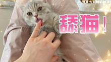 感覺自己被一只貓綠了！