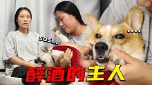 狗狗成精了，發(fā)現(xiàn)主人喝醉酒后，狗子竟然手忙腳亂的慫了起來(lái)？