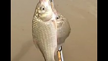 野钓鲫鱼