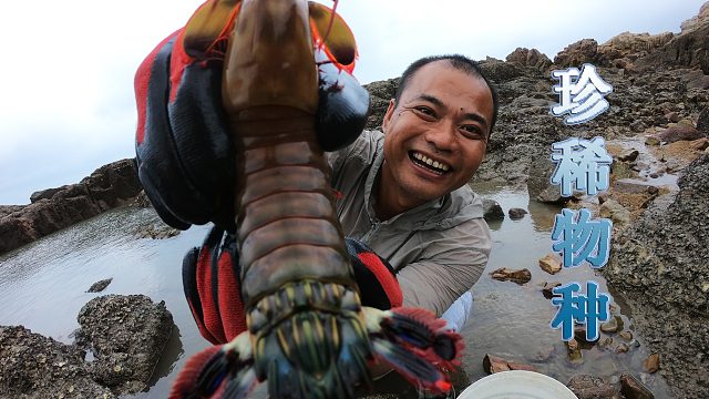 大熊出来赶海找孩子们最爱吃的海货，遇珍稀物种皮皮虾直接放生了