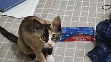 小丑猫