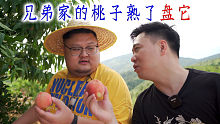 听说兄弟家的桃子熟了，一整个山头都是桃子，去帮忙吃点