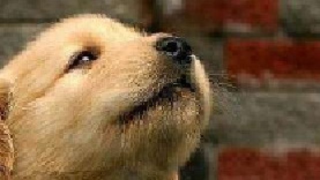 上虞和新疆人的精华