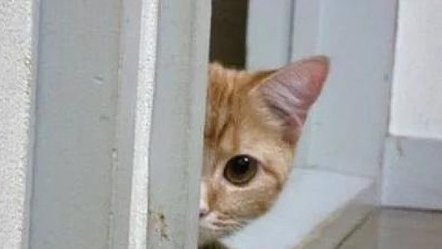 鬼鬼祟祟的绝地反击！