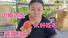 滿園各種各樣的蔬菜，邊摘邊吃太享受了，一小時摘幾框送妹妹