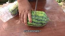 胖哥把西瓜放进酒壶，20多天后终于成熟，切开看看里面是什么样