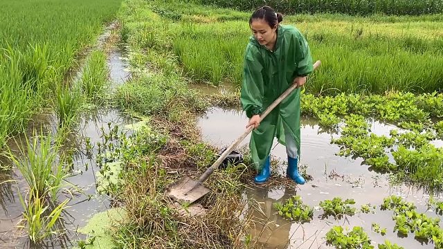 连续下了几场暴雨，自家的花生也被淹了，这水也没法改，真愁人