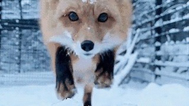 只配打人机的哑巴狐狸