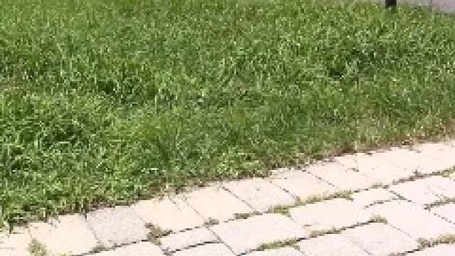 这草推得真舒服