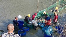 上塘头捉鱼