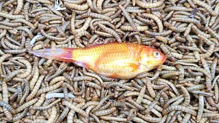 往100000条面包虫里扔一条金鱼会怎么样？