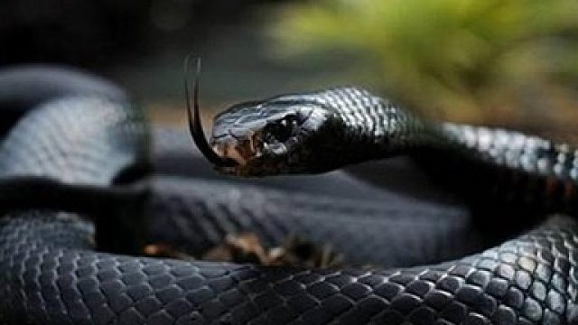 奴隶主幻影前10过度