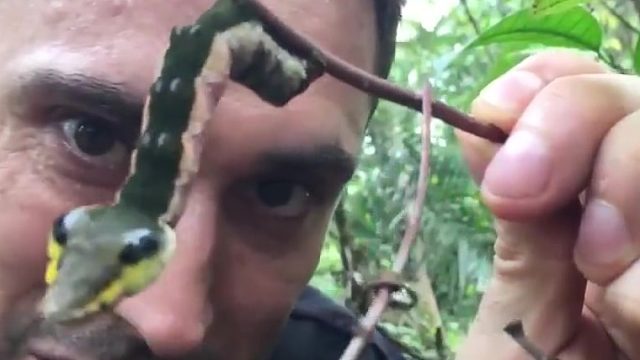 影帝级毛毛虫：遇到危险秒变毒蛇