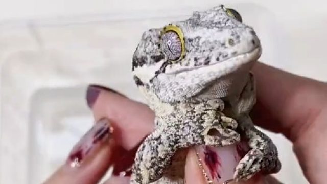 2021你来有顺兽 戴上耳机听很解压哦