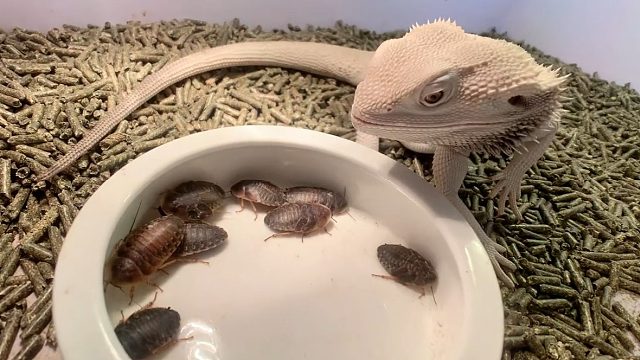 吃了好几天菜 今天开开荤