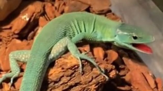 看到最后有彩蛋～#爬宠 #龙纹翡翠