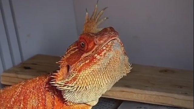 蜥蜴语了解一下