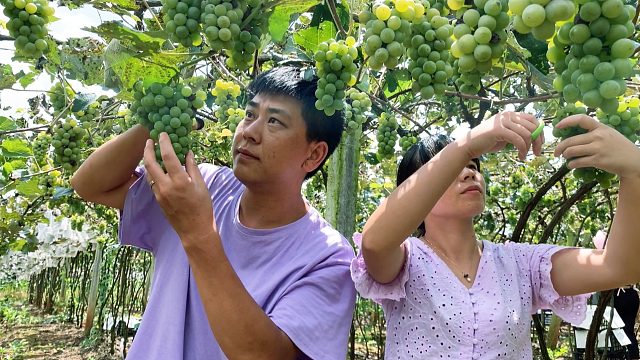 村民种植十几亩葡萄，今年大丰收，小夫妻帮忙采摘