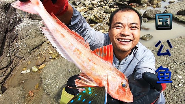 6个猪肺投300平水坑打窝7天，超级漂亮的国公鱼，一条能卖400多