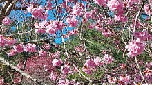 武陵櫻花