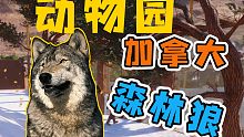 《动物园之星》第二十七天 震惊！小伙从加拿大“买”了4只森林狼，看看能把栖息地打造成什么样