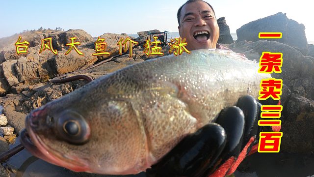 台风天鱼价猛涨，一斤150元海货，一条就能卖300块，发财的一天