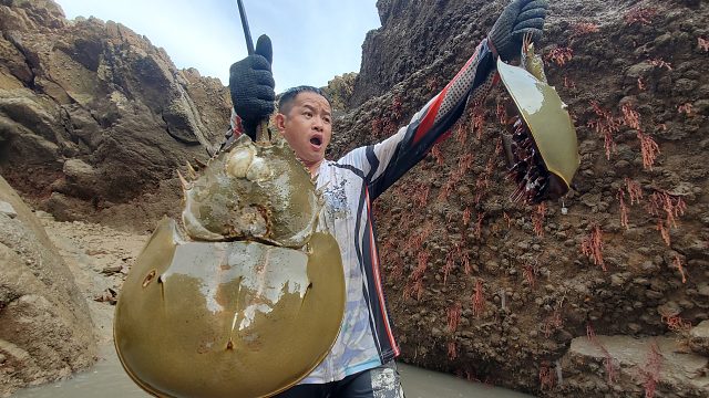 岛上六米深巨坑发现一窝古老海洋生物，如同异形的铠甲，太渗人了