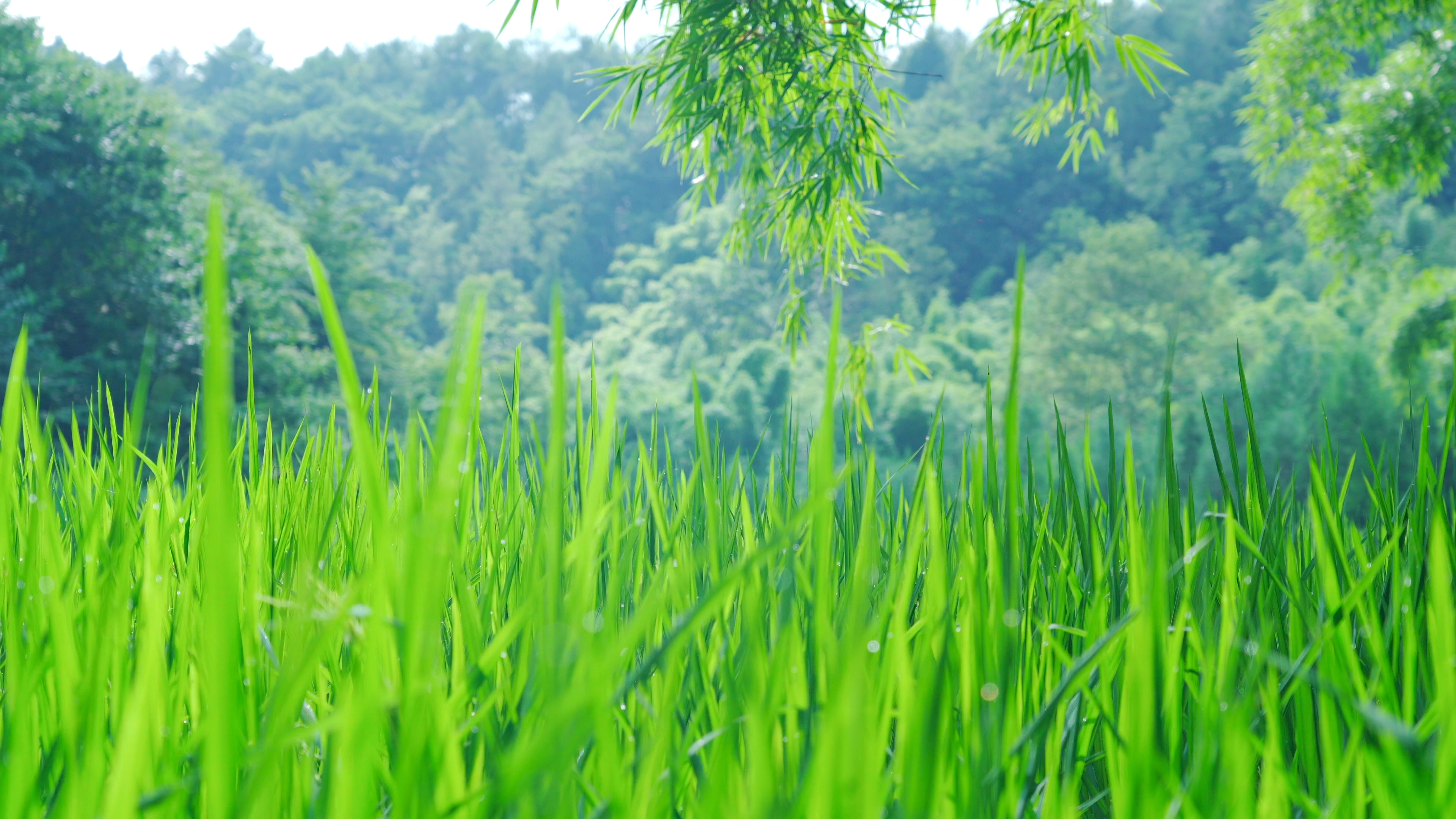 山里摘2颗野草莓，奶香味十足，还阔以