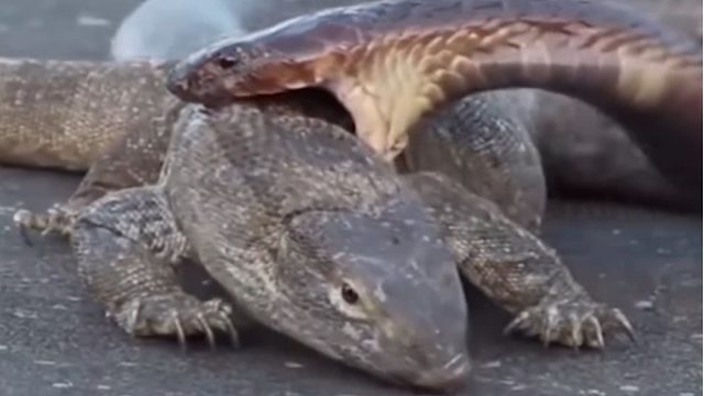 巨蜥  你闹够了吗？ 闹够了下来吧