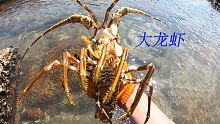 退潮后阿平赶海抓获一只大龙虾，之后又遇到一对特别昂贵的长寿鱼