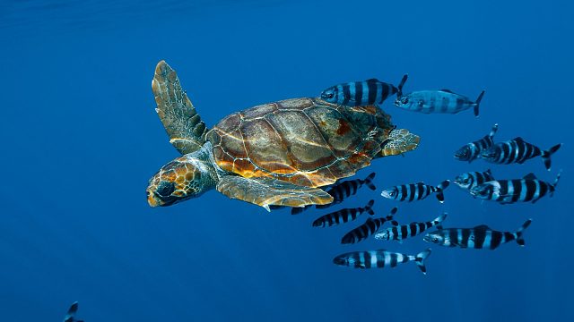 【经典战役Top250】（吓）非高端质量局~~~直播间定个小目标、培养几个像悔神一样的储备大腿~~~