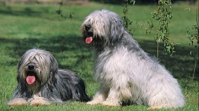 【经典战役Top250】（上）戏剧性一局~~三看点：柠檬茶先知带躺、韭神地卜、几个对手也是人才~~