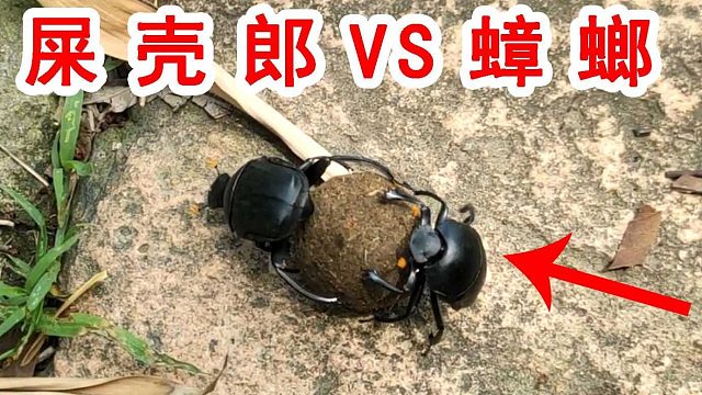 这是一个有味道的视频！屎壳郎VS蟑螂！