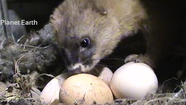 黄鼠狼是如何偷走鸡蛋的?