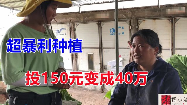 承包土地150元一年，却能变40万，这个种植好暴利，人人都能种