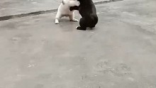 狗狗