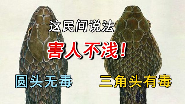 害人多年!圆头无毒三角头有毒民间流传的辨认蛇有无毒的方法靠谱吗