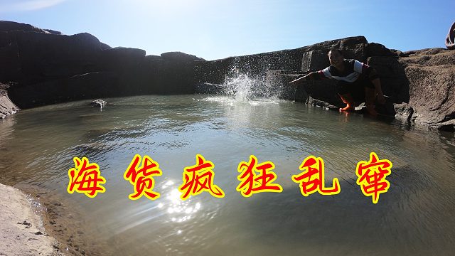 大风天碰运气抽掉岸边混坑，成群海货疯狂乱窜，大熊却越抓越无力