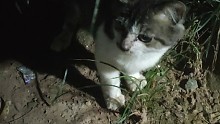 【烟雨】凌晨一点捡的流浪猫