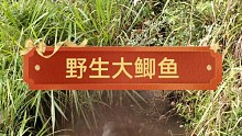 野生大鲫鱼