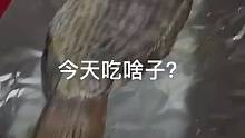 罗非鱼