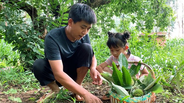 5岁孩子想吃板栗，爸爸就带女儿去摘，新鲜板栗又嫩又甜
