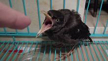 【求助】小黑鸟被人打伤了，谁能教我怎么养它