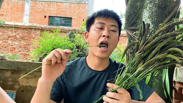 狗尾巴草竟然能吃，放在火上一烤，味道一辈子忘不了！