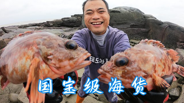 3个猪肺投乱石坑，国宝级巨无霸海货难得一见，大熊还是第一次抓