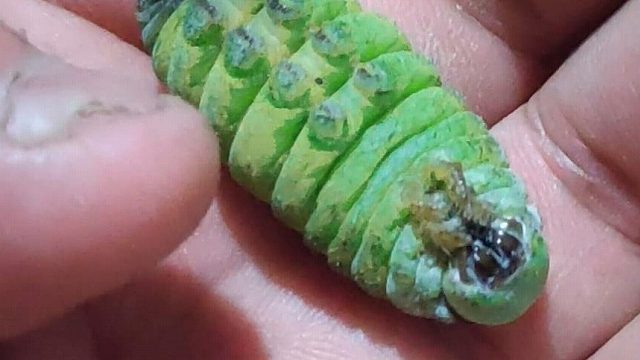 调戏一只天蚕茧