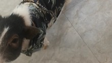 猴哥和八戒的故事