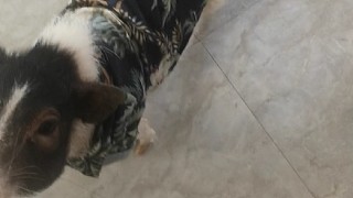 猴哥和八戒的故事