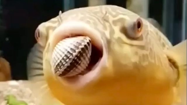 牙口好，吃嘛嘛香！