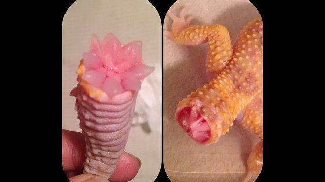 镜头加快100倍看豹纹壁虎断尾重生的全过程，太强了！